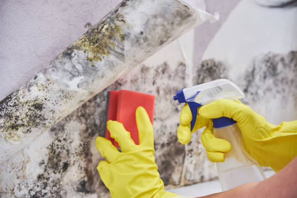 Mold Odor Removal Services in Williamson, WV